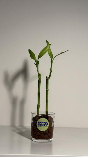 صورة نبتة البامبو